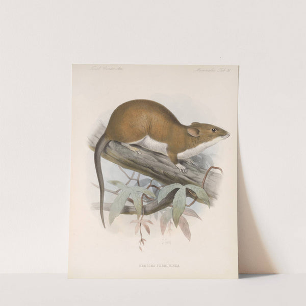 Mammalia Pl 14 by Frederick DuCane Godman