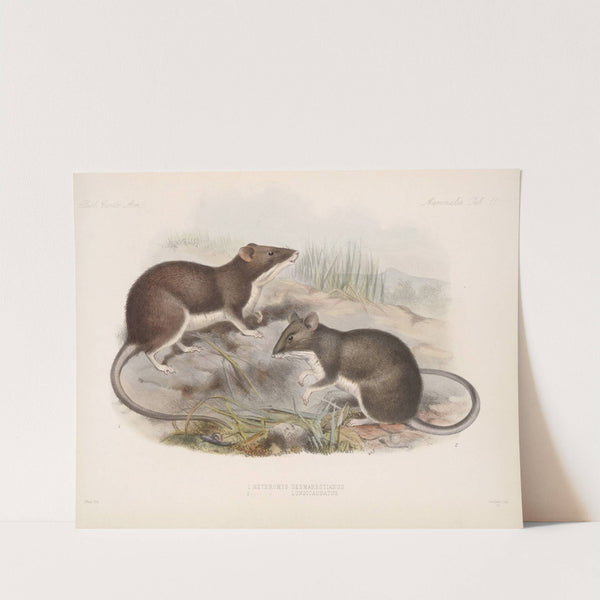 Mammalia Pl 15 by Frederick DuCane Godman