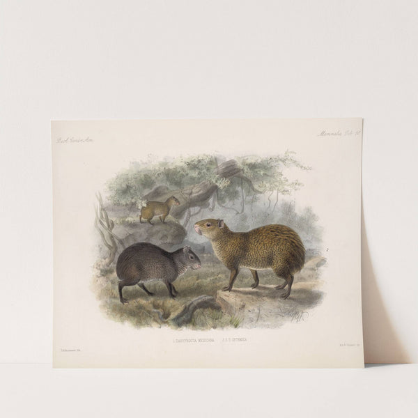 Mammalia Pl 16 by Frederick DuCane Godman