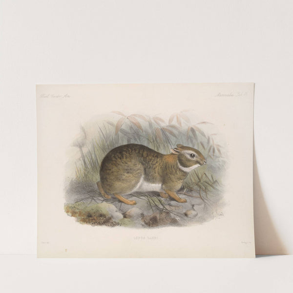 Mammalia Pl 17 by Frederick DuCane Godman