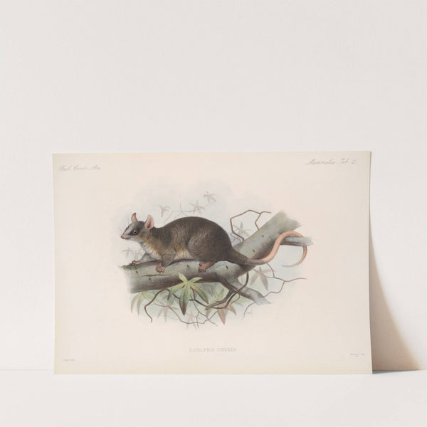 Mammalia Pl 19 by Frederick DuCane Godman