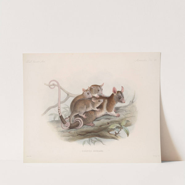 Mammalia Pl 20 by Frederick DuCane Godman