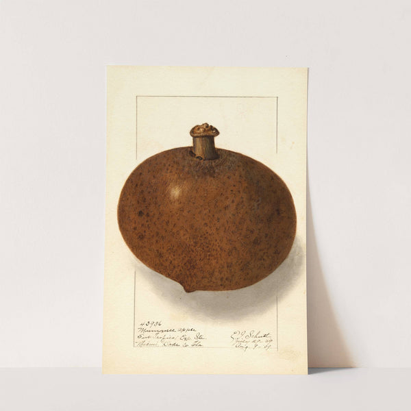 Mammea americana (1909) by Ellen Isham Schutt