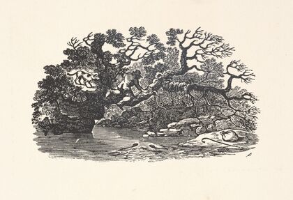Man and dog in tree