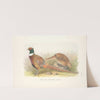 Manchurian Ring-necked Pheasant (Phasianus colchicus pallasi). (1918-1922) by Henry Jones