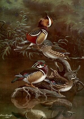 Mandarin Duck,Carolina Duck (1922-1926)