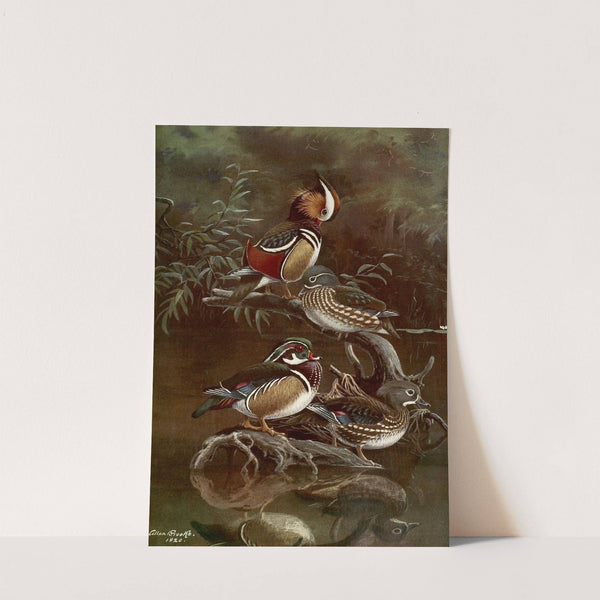 Mandarin Duck,Carolina Duck (1922-1926) by Allan Brooks