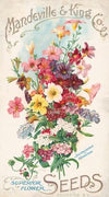 Mandeville & King Co., superior flower seeds, salpiglossis and verbenas