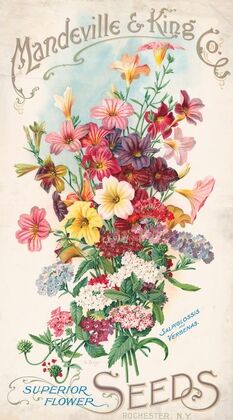 Mandeville & King Co., superior flower seeds, salpiglossis and verbenas