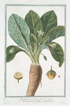 Mandragora fructu rotundo – Mandragora maschio – Mandragore. (Mandrake or Satan’s apple)