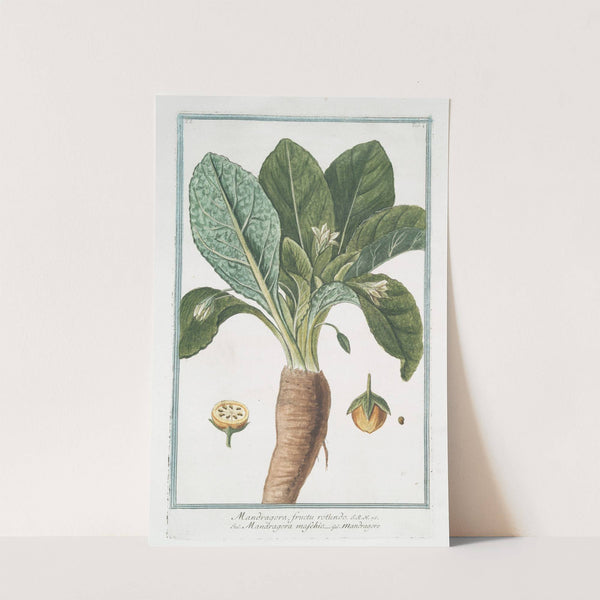 Mandragora fructu rotundo - Mandragora maschio - Mandragore. (Mandrake or Satan's apple) by Giorgio Bonelli