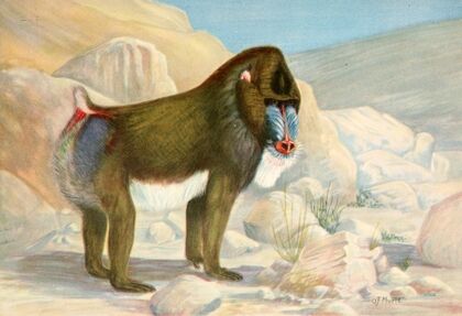 Mandrill