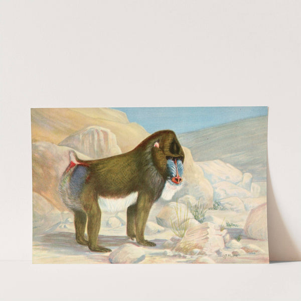 Mandrill (1929-1932) by Olaus Murie