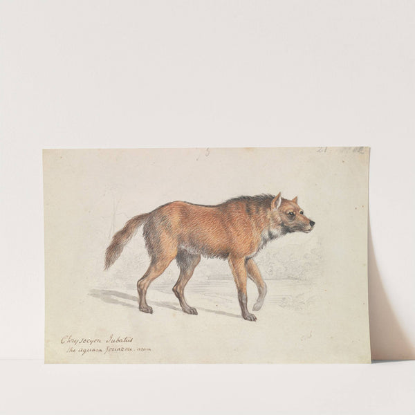 Maned Wolf (1837) by Charles Hamilton Smith