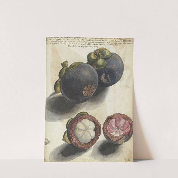 Manggistan by Jan Brandes