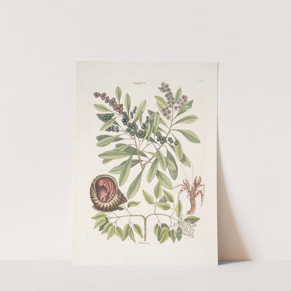 Manghala &c.; Frutex &c.; Cancellus terrestris Bahamensis, The Hermit-Crab by Mark Catesby