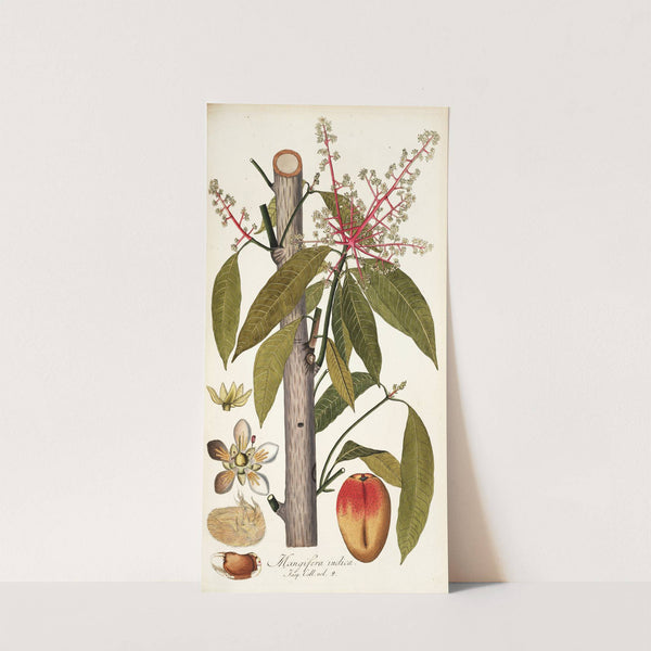 Mangifera indica by Nikolaus Joseph Freiherr von Jacquin