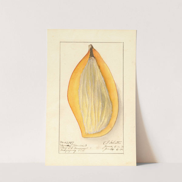 Mangifera indica: Ameeri by Ellen Isham Schutt