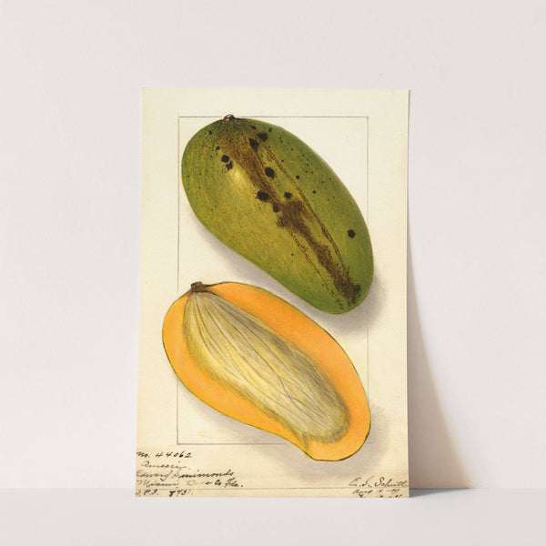 Mangifera indica: Ameeri by Ellen Isham Schutt