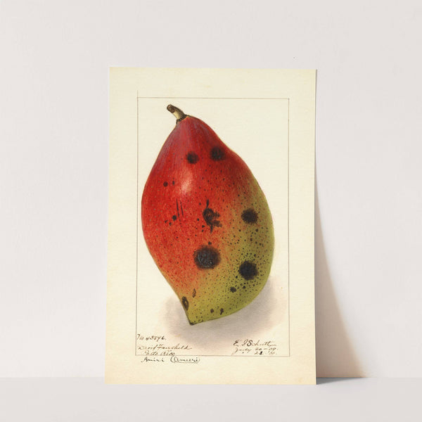 Mangifera indica: Ameeri; Amiri by Ellen Isham Schutt