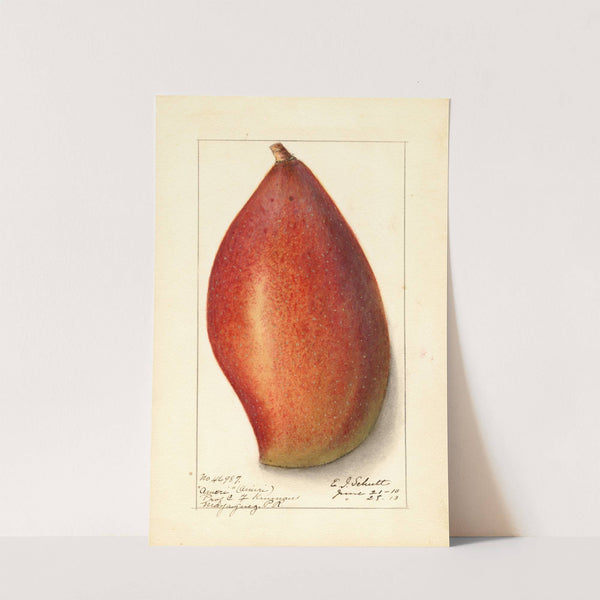 Mangifera indica: Ameeri by Ellen Isham Schutt