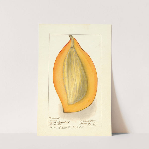 Mangifera indica: Amiri by Ellen Isham Schutt