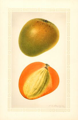 Mangifera indica: Baboony — size preview