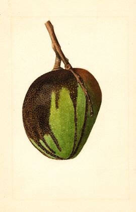 Mangifera indica: Bennett