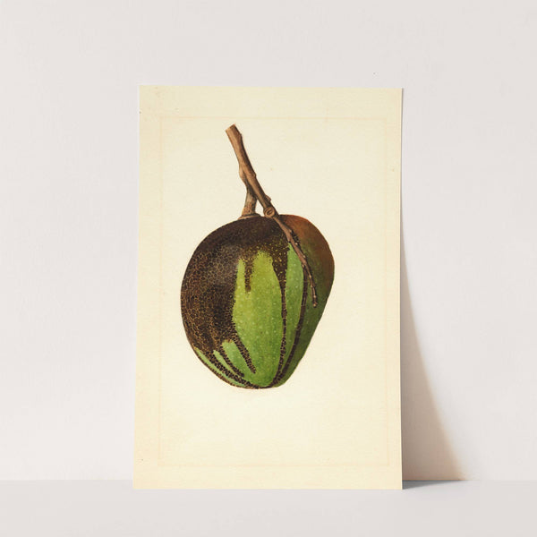 Mangifera indica: Bennett by James Marion Shull