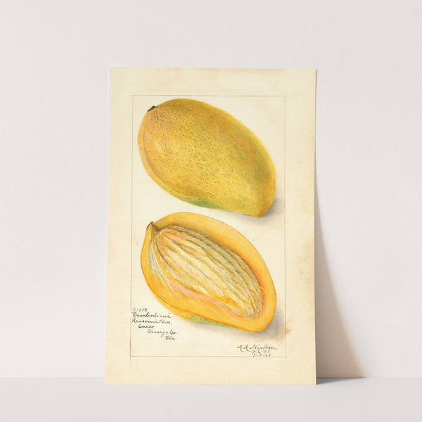 Mangifera indica: Cambodiana by Amanda Almira Newton