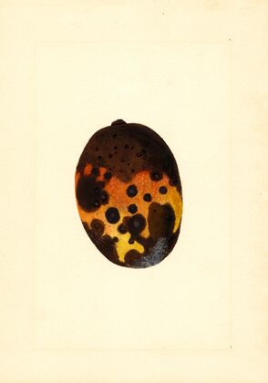 Mangifera indica: Fernandez