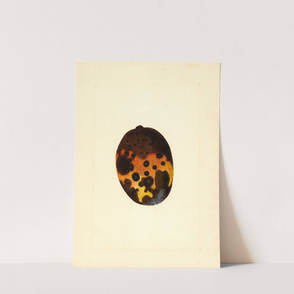 Mangifera indica: Fernandez by James Marion Shull