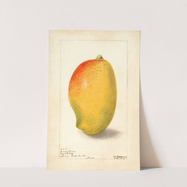 Mangifera indica: General Gordon by Deborah Griscom Passmore
