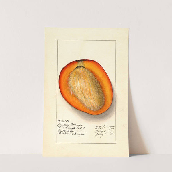 Mangifera indica: Haden by Ellen Isham Schutt