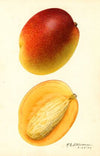 Mangifera indica: Hayden