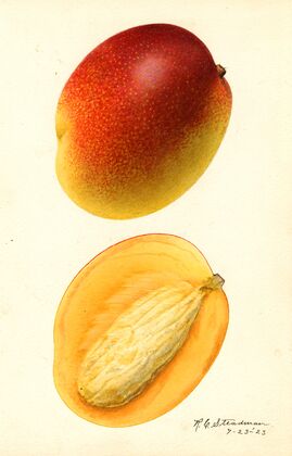 Mangifera indica: Hayden