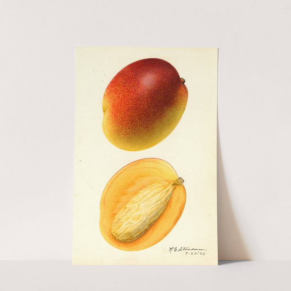 Mangifera indica: Hayden by Royal Charles Steadman