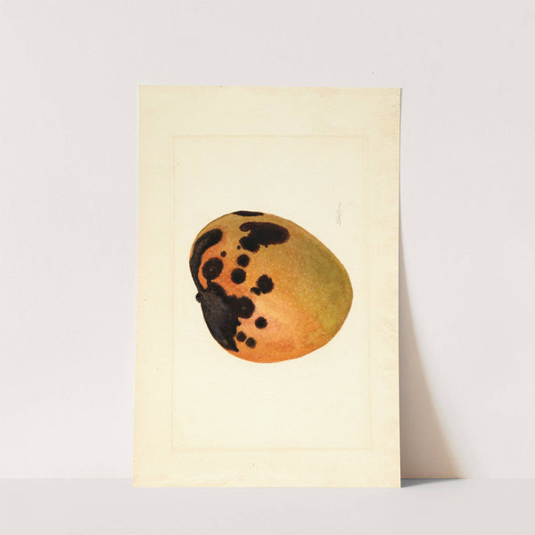 Mangifera indica by James Marion Shull