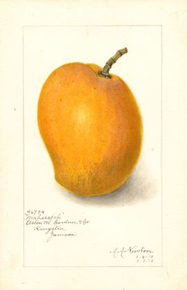 Mangifera indica: Maharajah