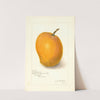 Mangifera indica: Maharajah (1910) by Amanda Almira Newton