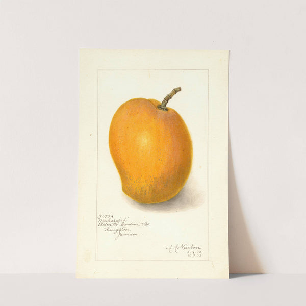 Mangifera indica: Maharajah (1910) by Amanda Almira Newton