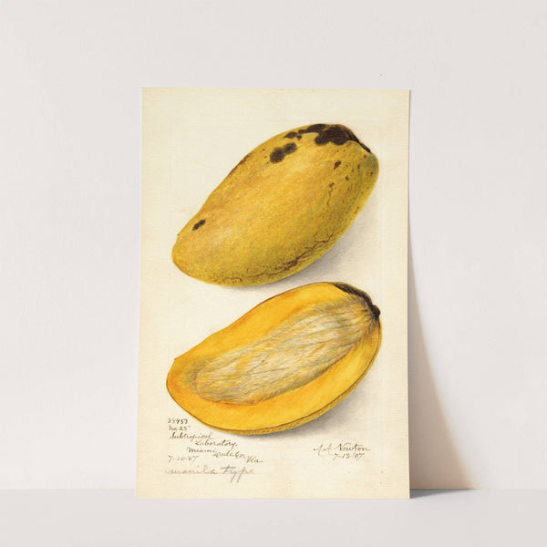 Mangifera indica: No by Amanda Almira Newton