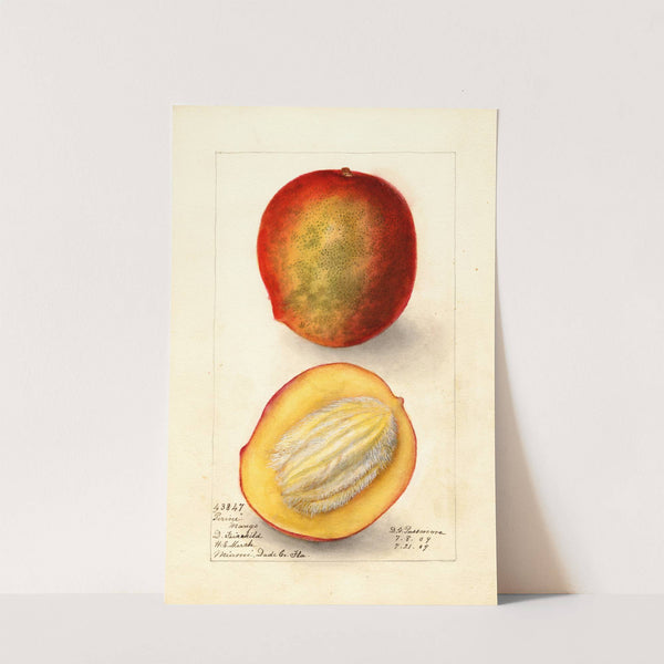 Mangifera indica: Perrine by Deborah Griscom Passmore