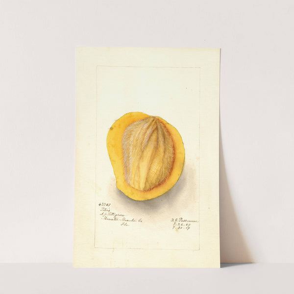 Mangifera indica: Peters by Deborah Griscom Passmore