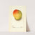 Mangifera indica: Peters by Deborah Griscom Passmore