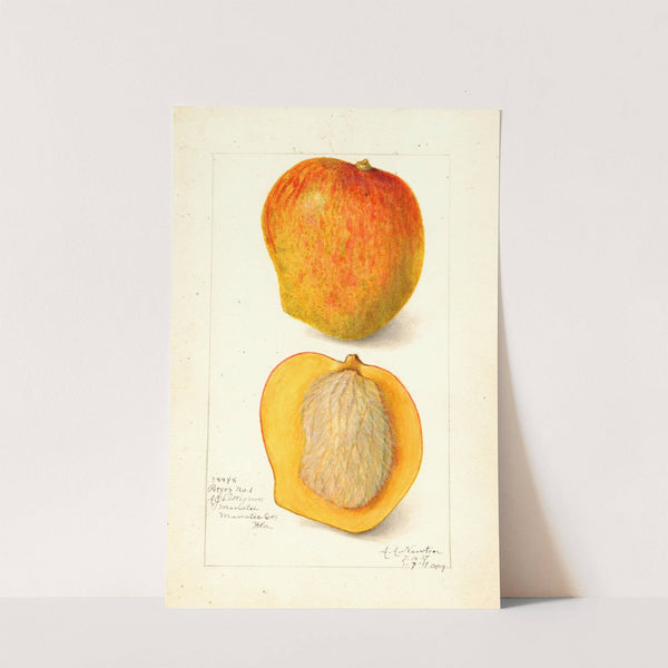 Mangifera indica: Peters No by Amanda Almira Newton
