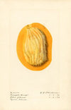 Mangifera indica: Pineapple Mango