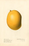 Mangifera indica: Pineapple Mango