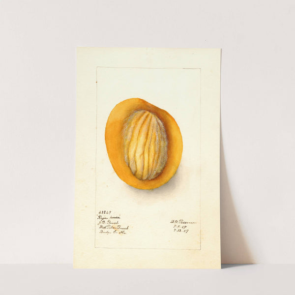 Mangifera indica: Raja Purra by Deborah Griscom Passmore