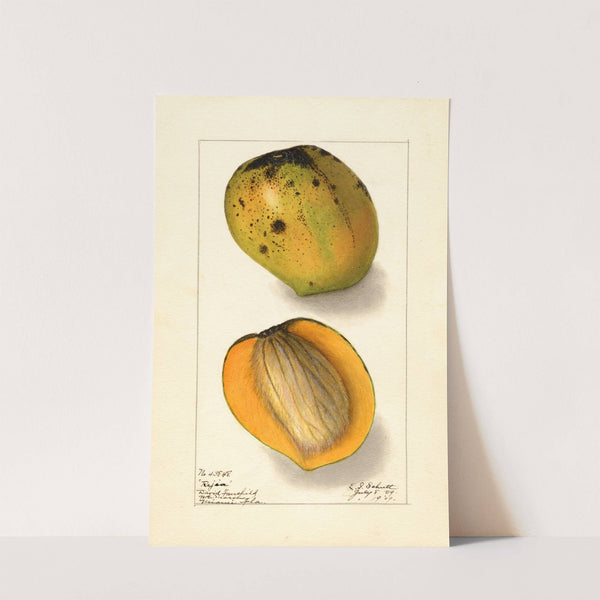 Mangifera indica: Rajia by Ellen Isham Schutt
